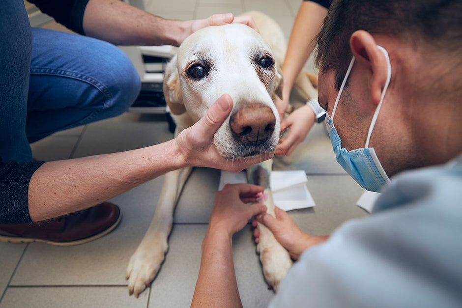 Can CBD help dogs?