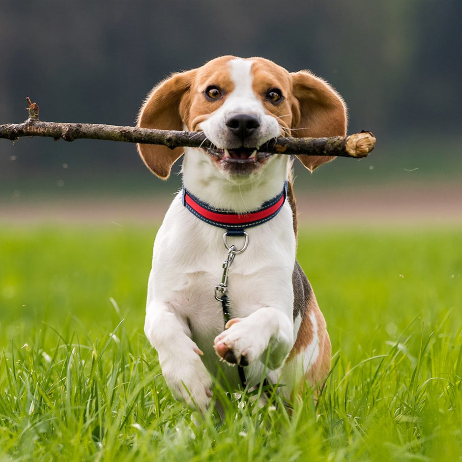 Enrichment Toys for Dogs