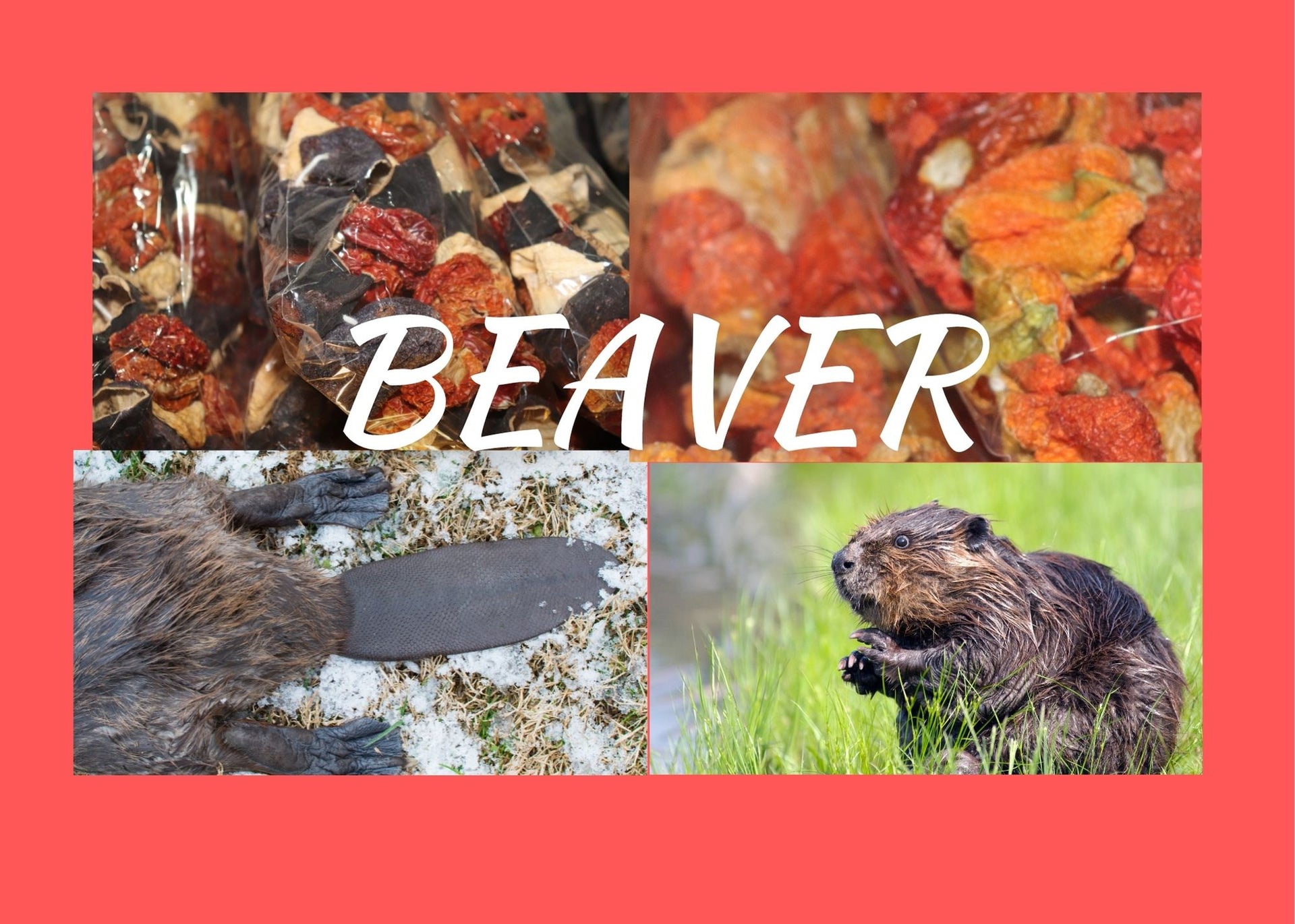 Beaver Items Seasonal Beaver Tail