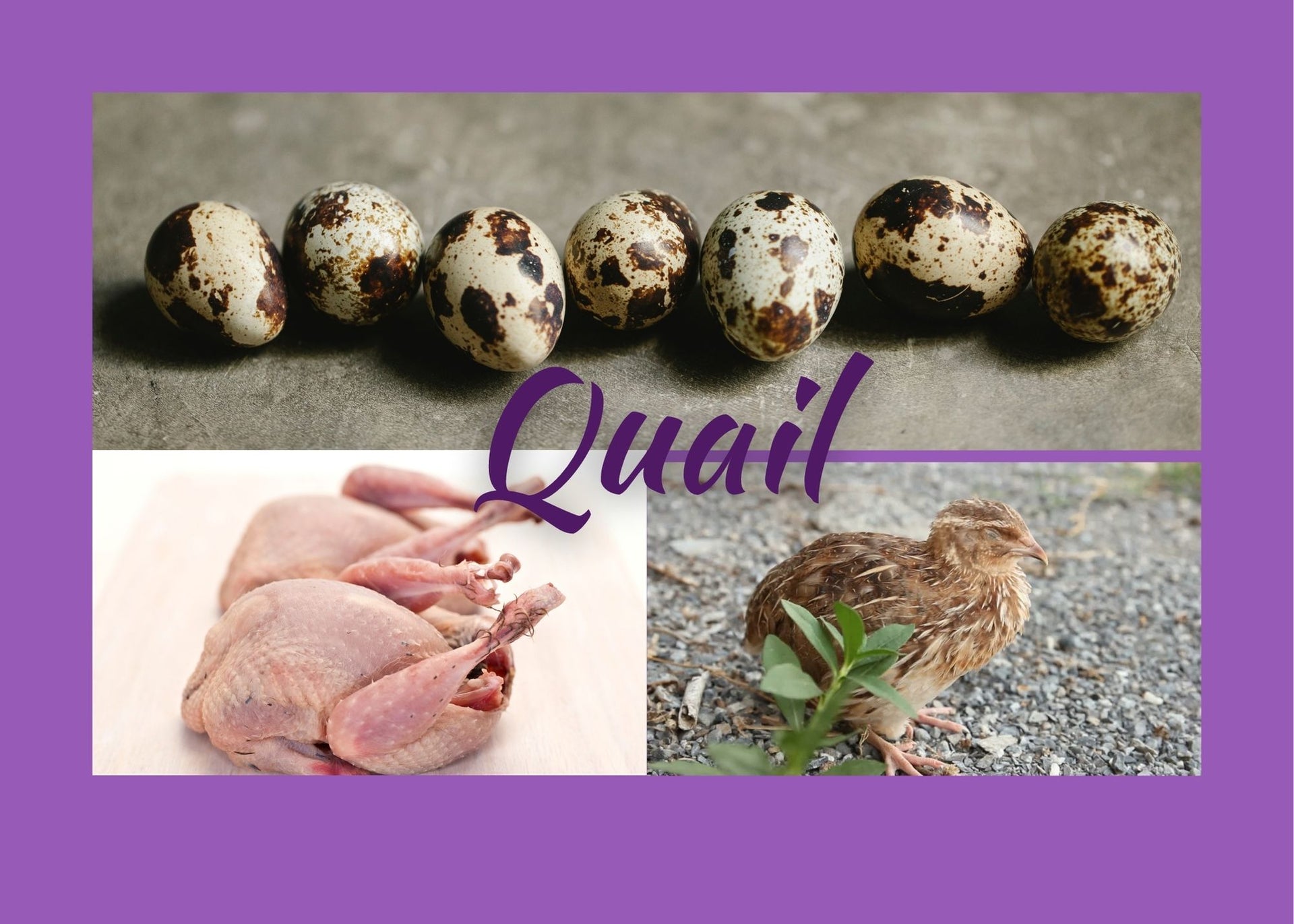 Quail Birds & Eggs